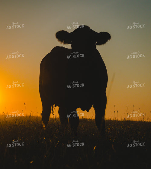 Black Angus Cattle on Pasture at Sunrise 219123