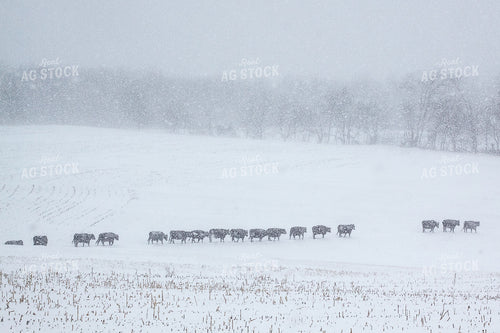 Cattle in Snow 145011
