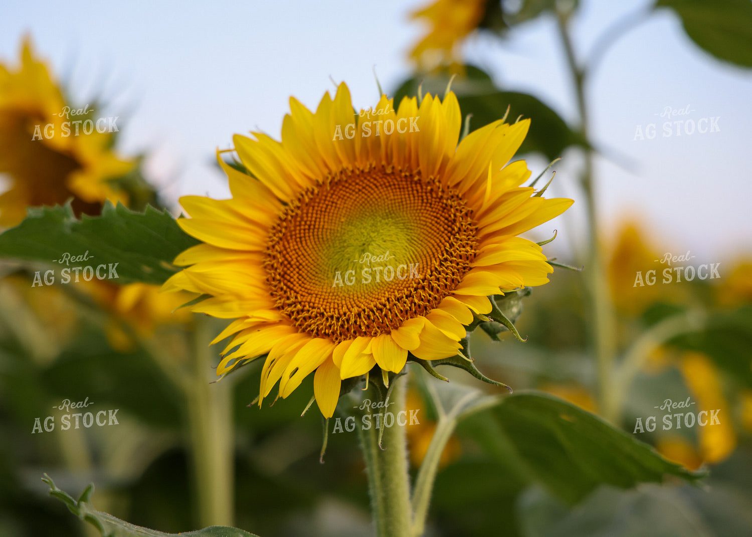 Sunflowers 160163