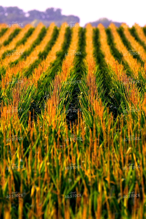 Corn Tassels 154016
