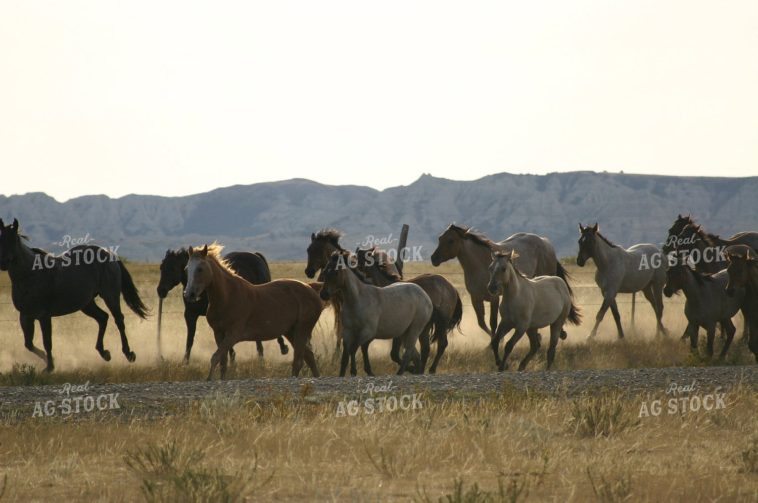 Moving Horses 183007