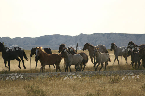 Moving Horses 183007