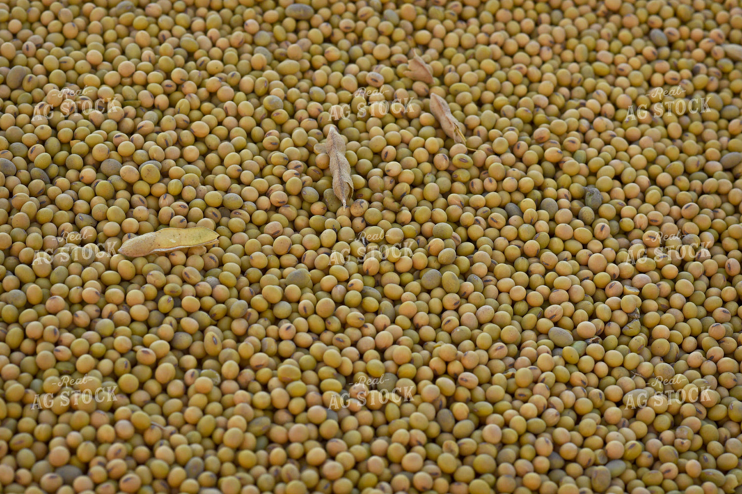 Harvested Soybeans 100037