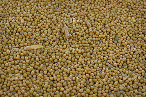 Harvested Soybeans 100037