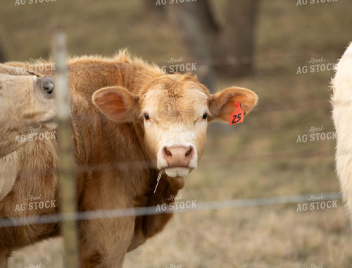 Charolais Cattle on Pasture 288022