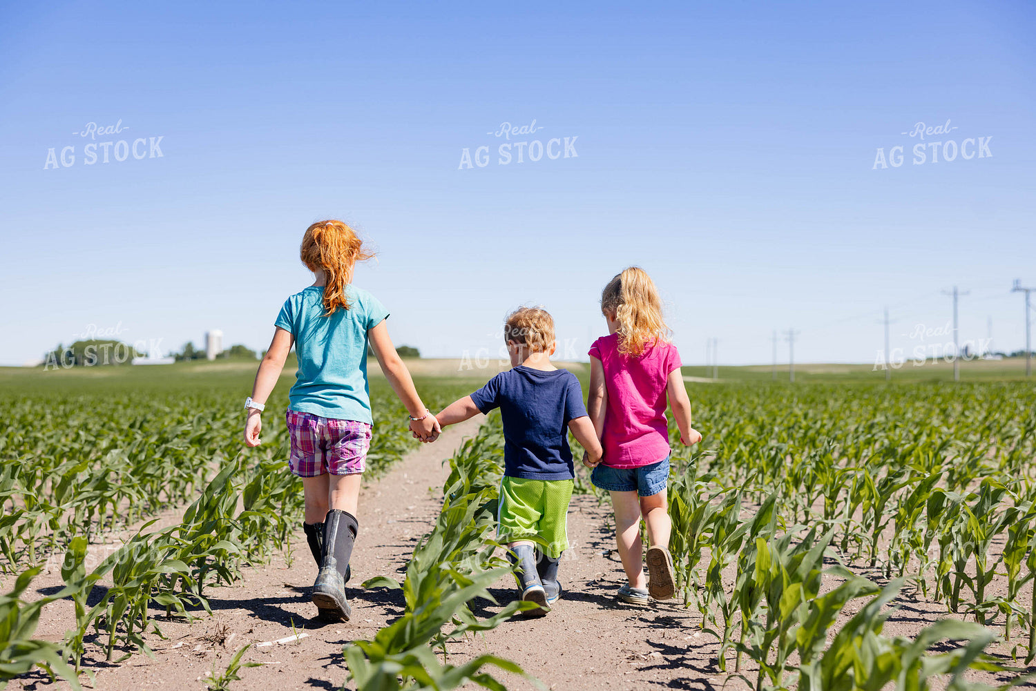 Farm Kids in Early Corn Field 152470
