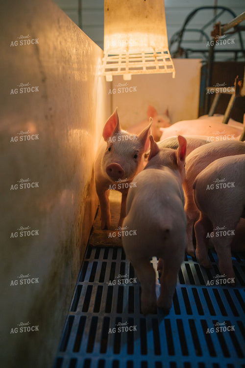 Piglets in Farrowing Stall 3252