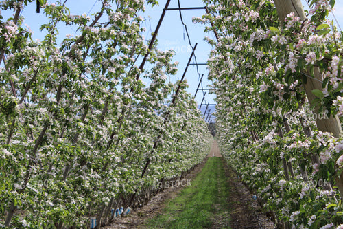 Blossoming Apple Orchard on Trellis 198030