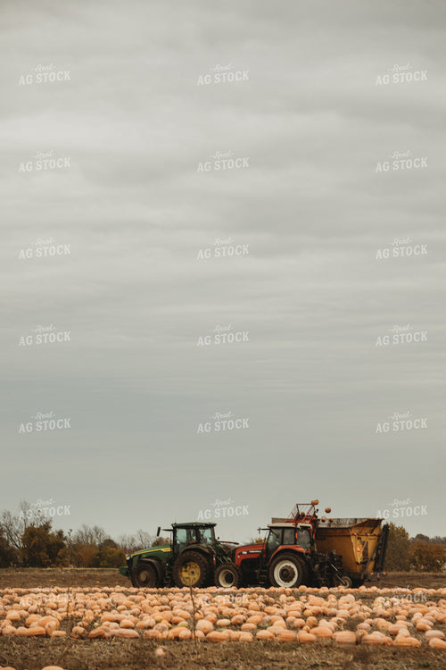 Food Pumpkin Harvest 3560