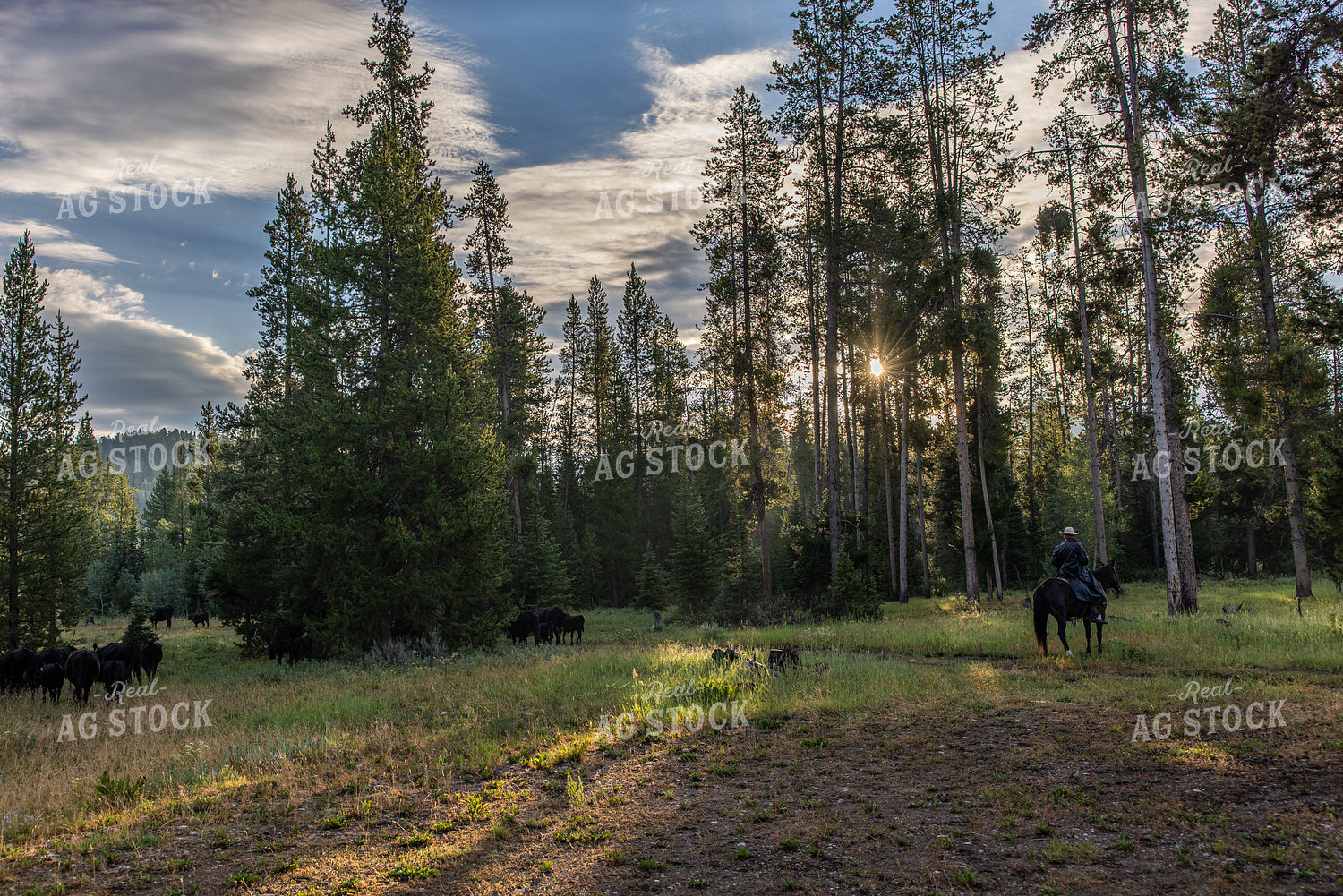 Moving Cattle on Mountain 304099