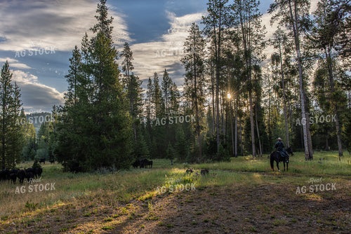 Moving Cattle on Mountain 304099