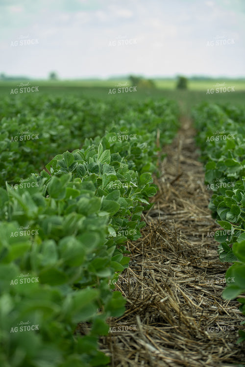 Rows of Soybeans 76199