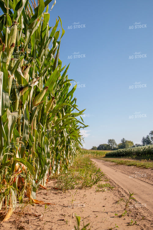 Country Road in Summer 157093