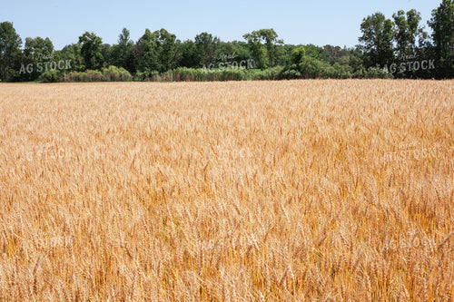 Open Dried Wheat Field 132009