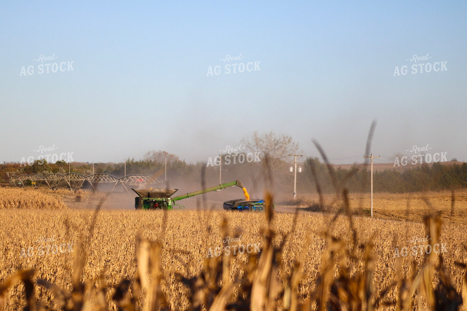 Corn Harvest 82344