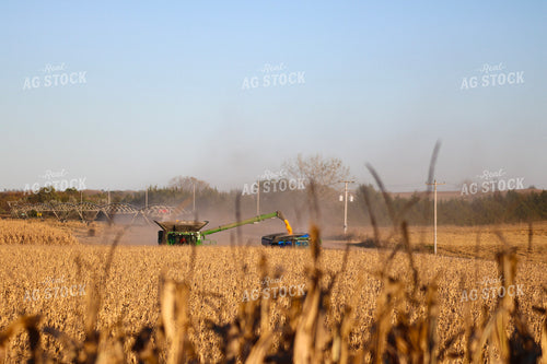 Corn Harvest 82344