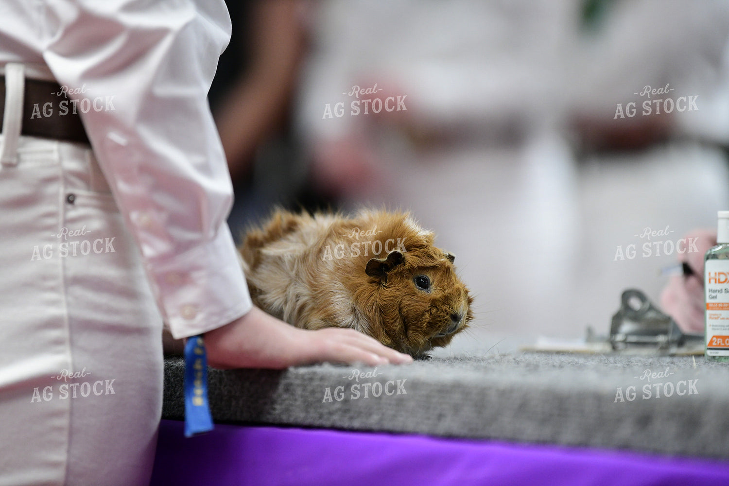 Rabbit and Cavy Showing 107010