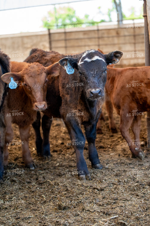 Calves 193086