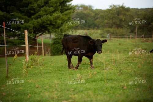 Cattle 2446