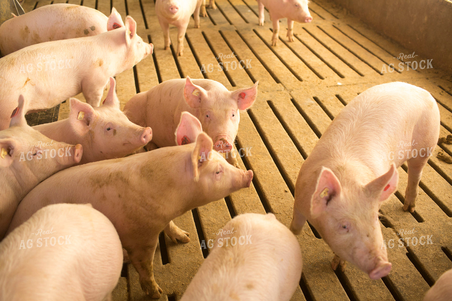 Pigs in Modern Barn 3851