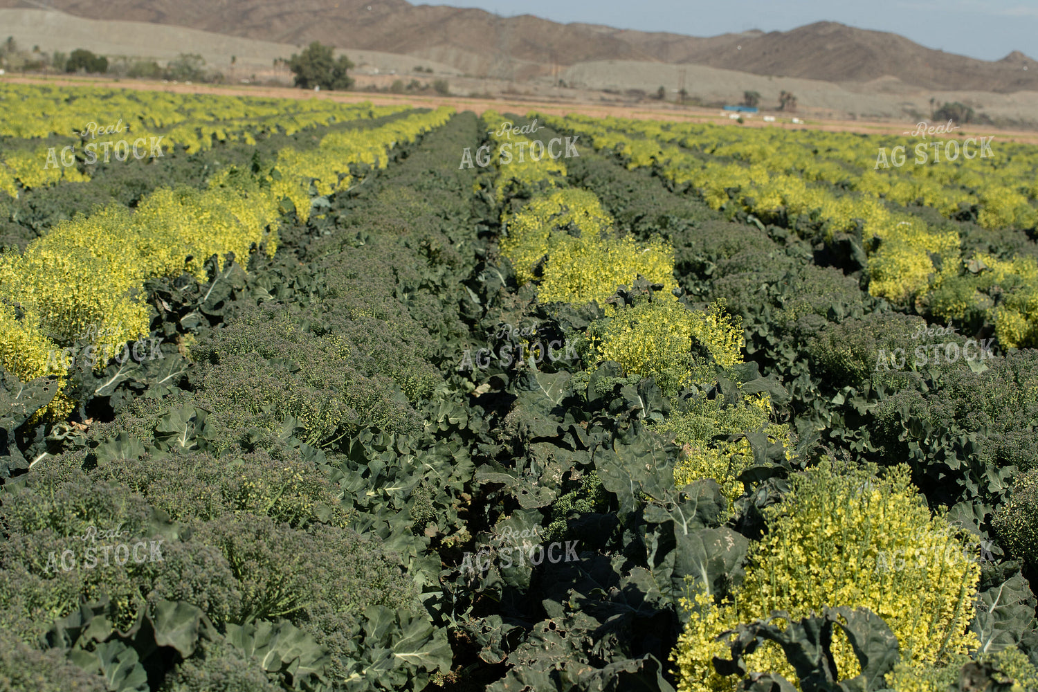Broccoli Grown For Seed 105089