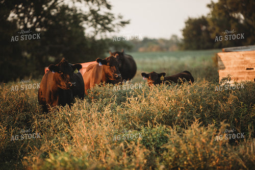 Cows in Pasture at Sunset 3187