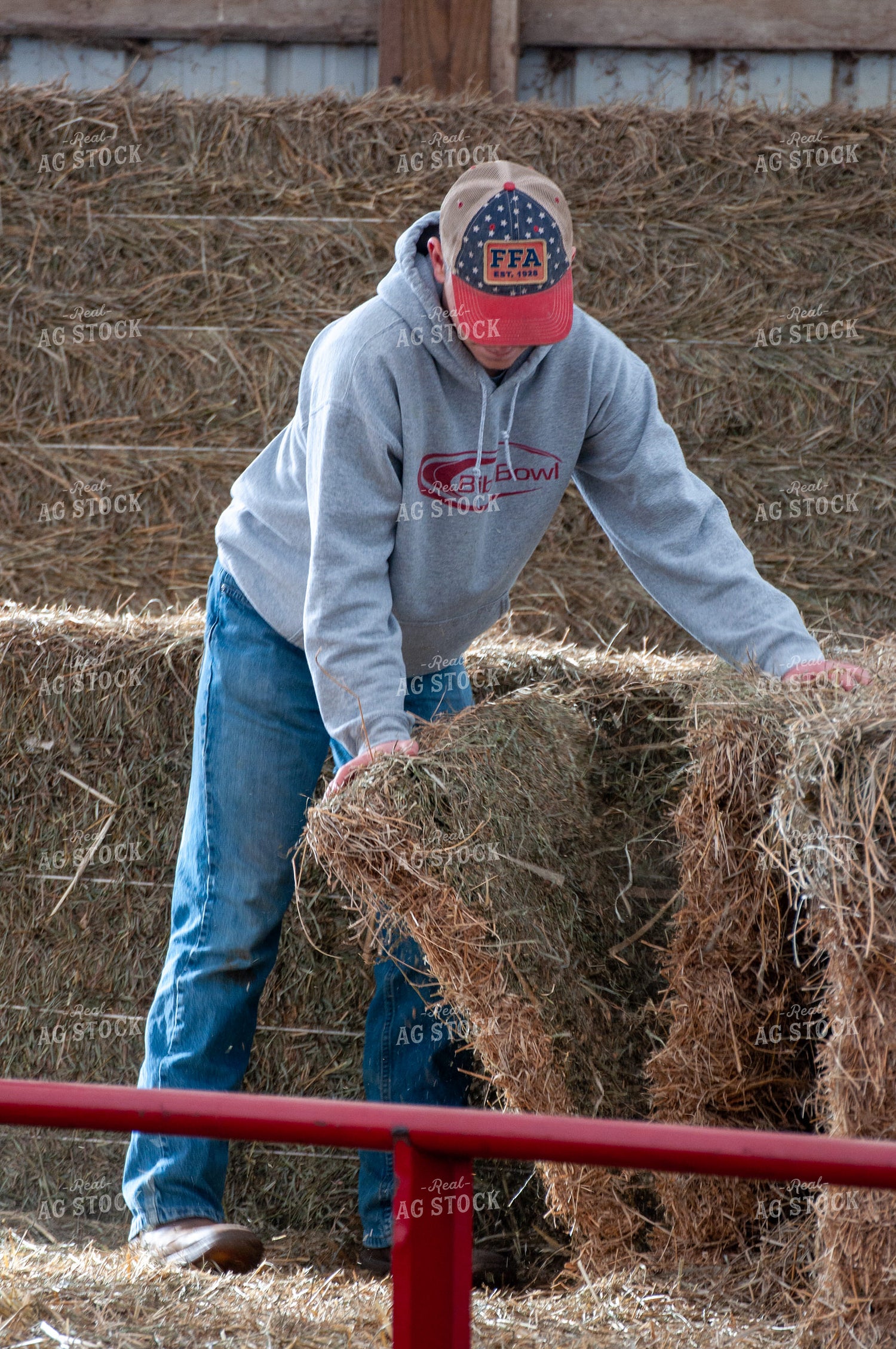 Farmer Putting Down Hay 103089