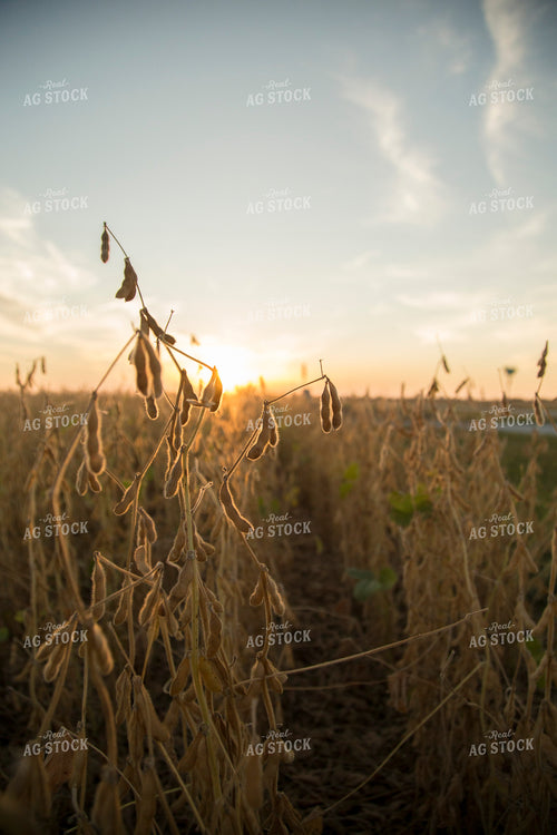 Dried Soybean Field 93110