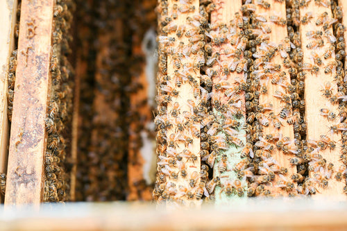 Harvesting Honey 161055