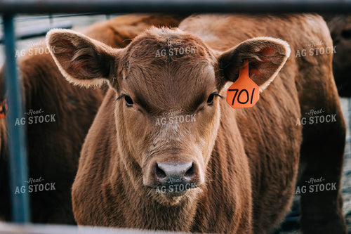 Calf Through Gate 61007