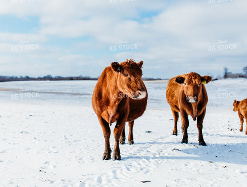 Red Angus Cattle on Snow 203048