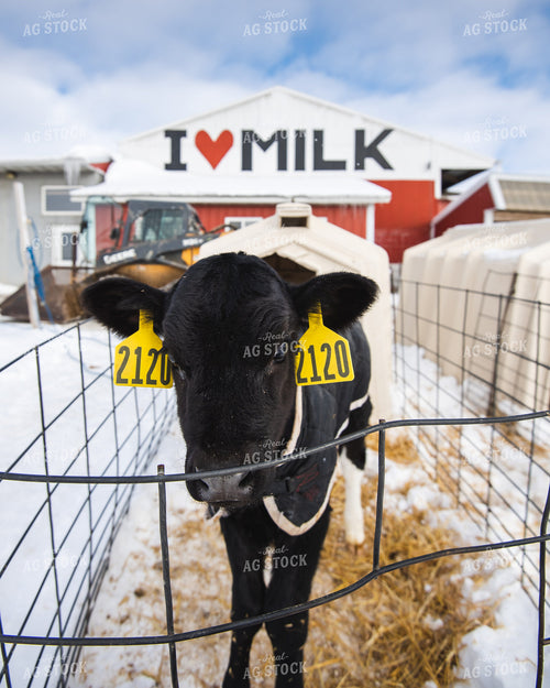 Dariy Calf in Hutch 250152