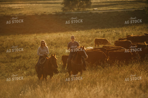 Ranchers and Cattle in Pasture 6412