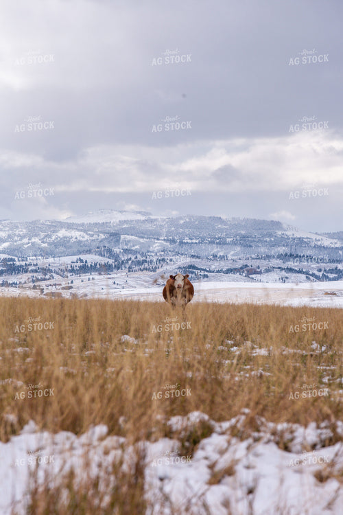 Hereford Cow in Snowy Pasture 81124