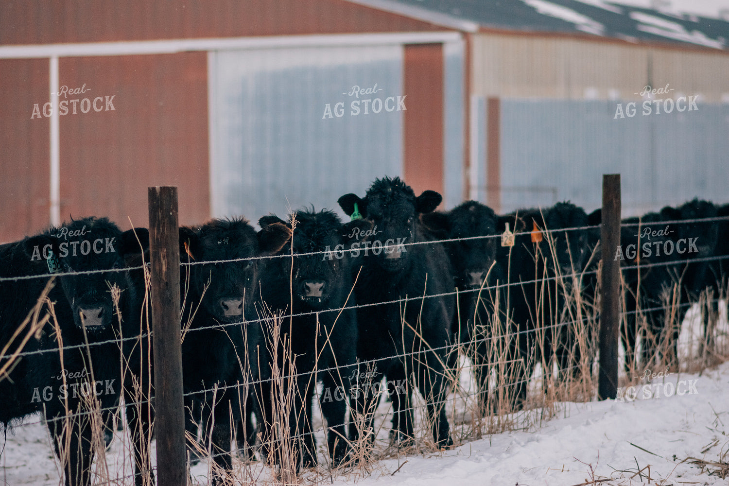 Cattle in Winter 53098