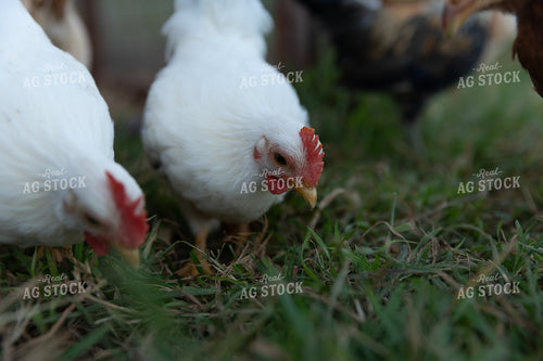 Chicken 205050