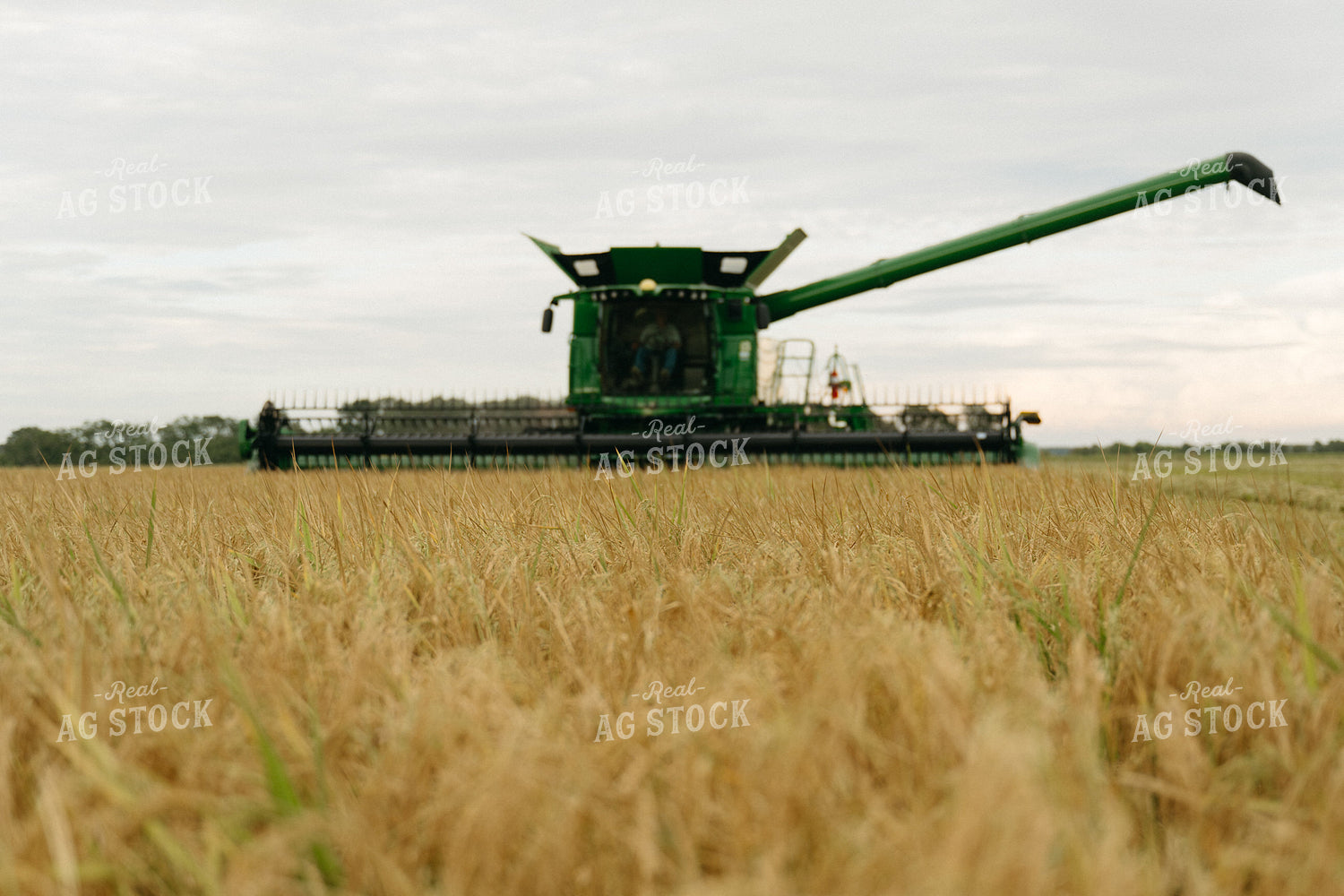 Rice Harvest 125280