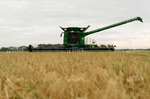 Rice Harvest 125280