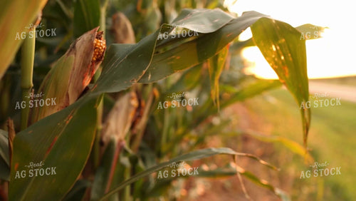 Corn Video - Corn Ear Sunflare 2348