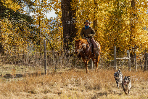 Cowboy on Horseback 188157