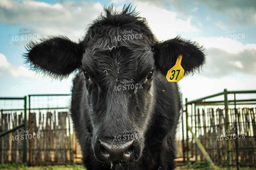 Angus Cow Face 59019