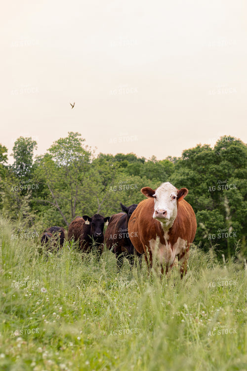 Hereford and Angus Cattle 52408