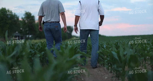 Farmers Walking in Cornfield 8675