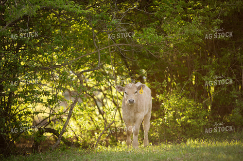 Calf - Charolais and Angus Cross 20