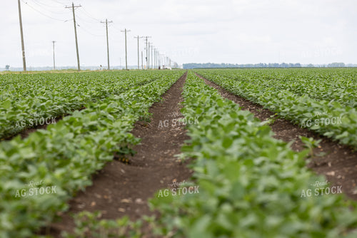 Soybean Field 79879