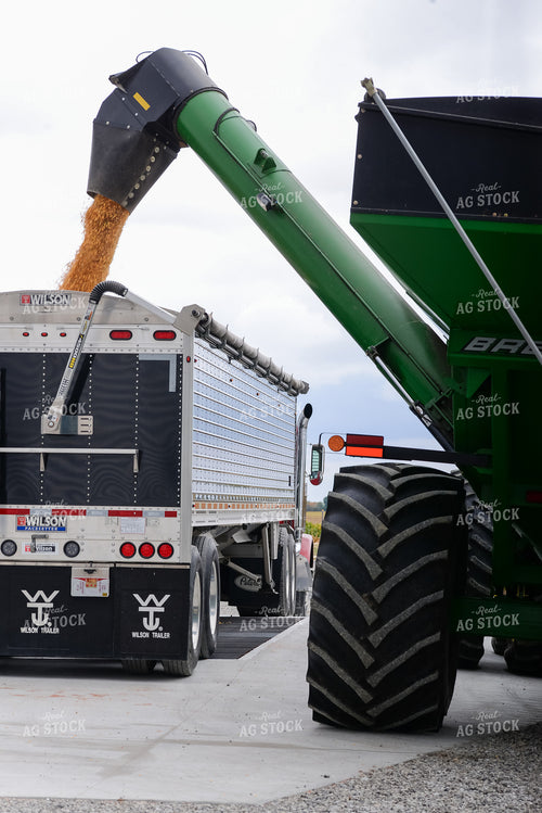 Corn Harvest 151016