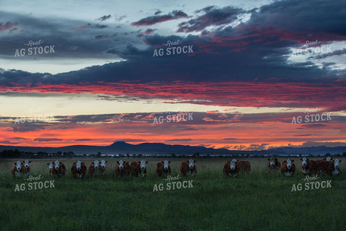Hereford Cattle in Pasture at Sunset 81032