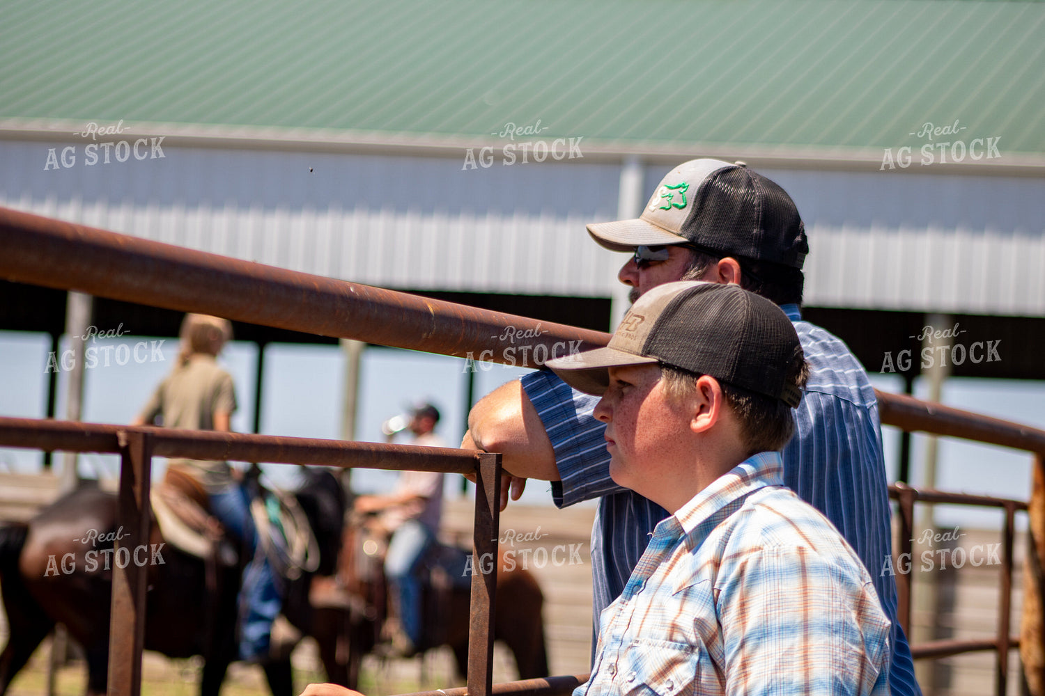 Cattle Producers Working Cattle 214286