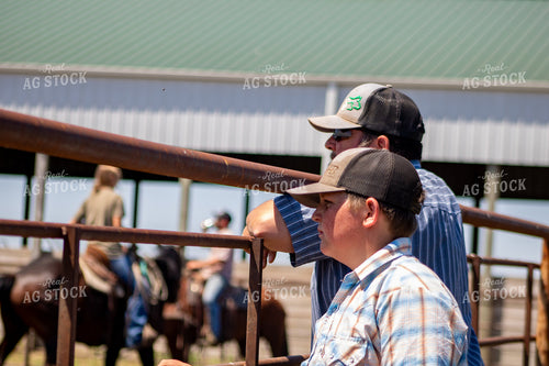 Cattle Producers Working Cattle 214286