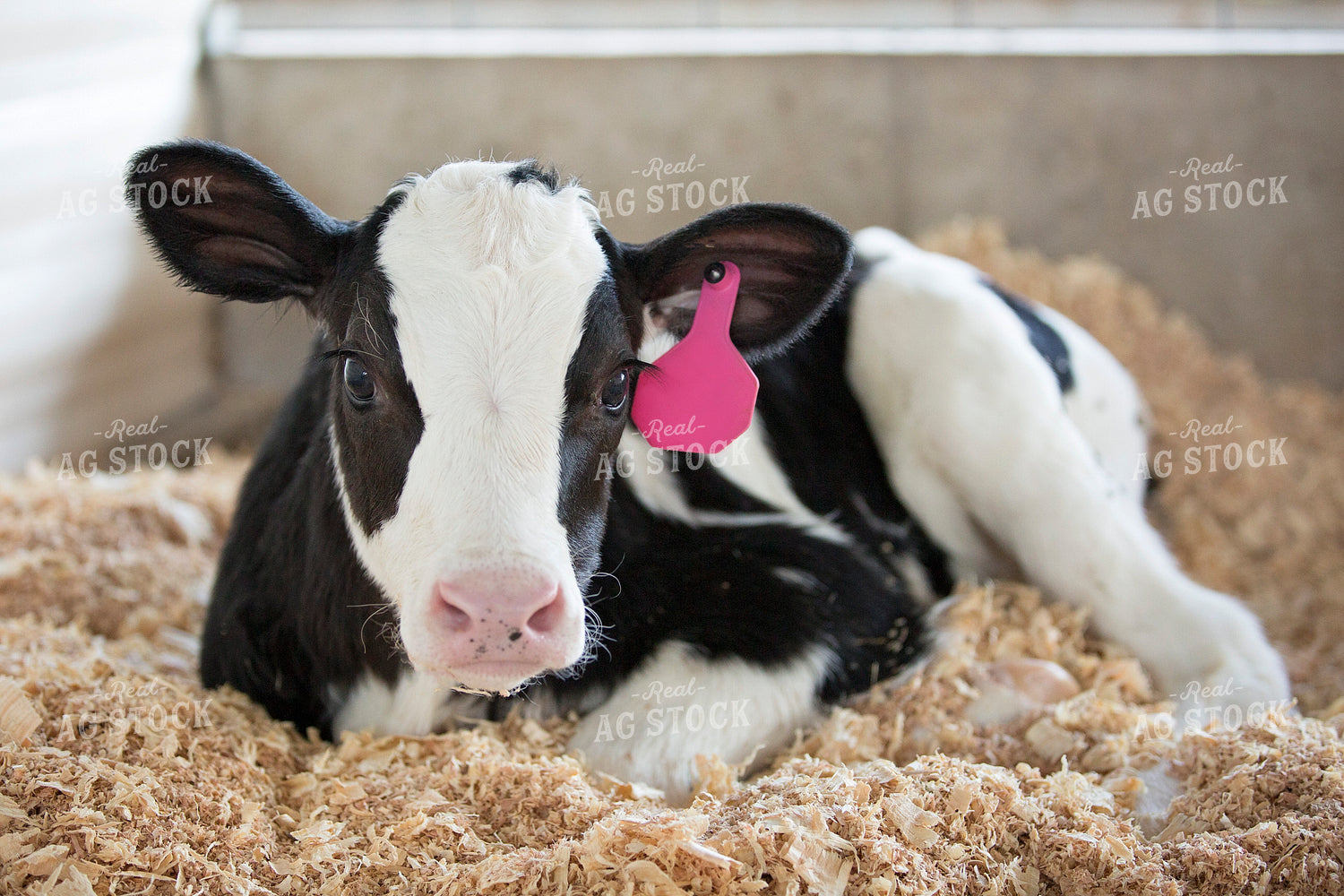 Holstein Calf 55323
